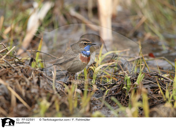 Blaukehlchen / bluethroat / FF-02591