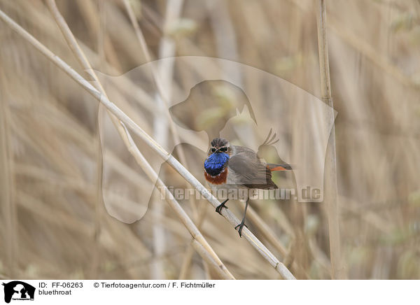 Blaukehlchen / bluethroat / FF-06263