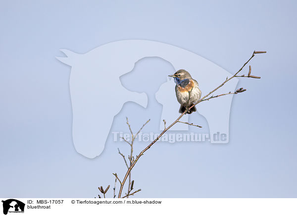 Blaukehlchen / bluethroat / MBS-17057