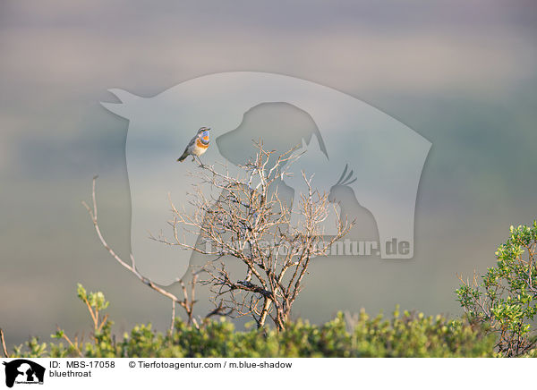 Blaukehlchen / bluethroat / MBS-17058