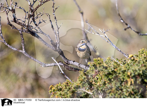 Blaukehlchen / bluethroat / MBS-17059