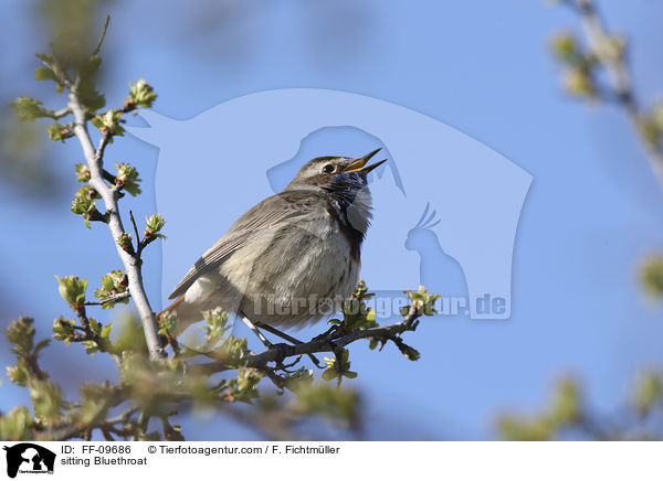 sitzendes Blaukehlchen / sitting Bluethroat / FF-09686