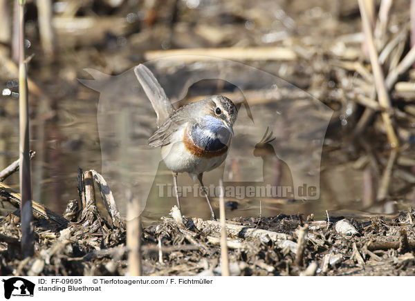 stehendes Blaukehlchen / standing Bluethroat / FF-09695