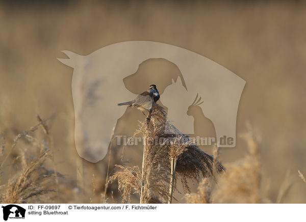 sitzendes Blaukehlchen / sitting Bluethroat / FF-09697