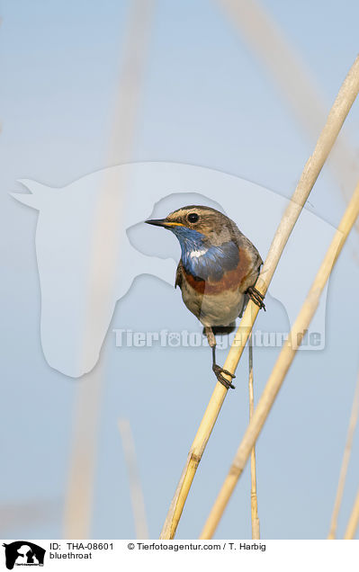 Blaukehlchen / bluethroat / THA-08601