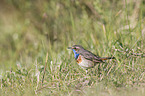 bluethroat