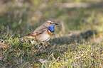 bluethroat