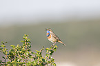 bluethroat