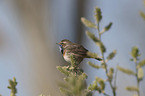 sitting Bluethroat