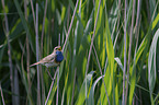 bluethroat