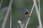 bluethroat