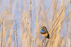 bluethroat