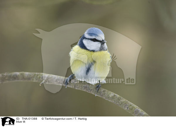 Blaumeise / blue tit / THA-01388