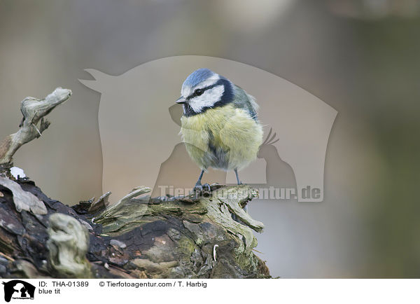 Blaumeise / blue tit / THA-01389