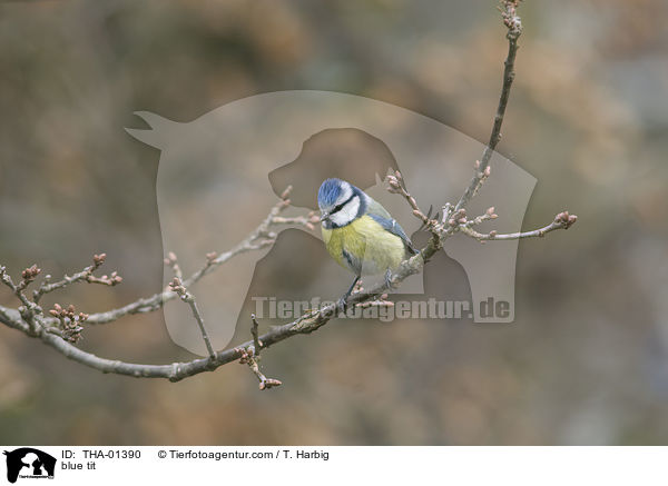 Blaumeise / blue tit / THA-01390