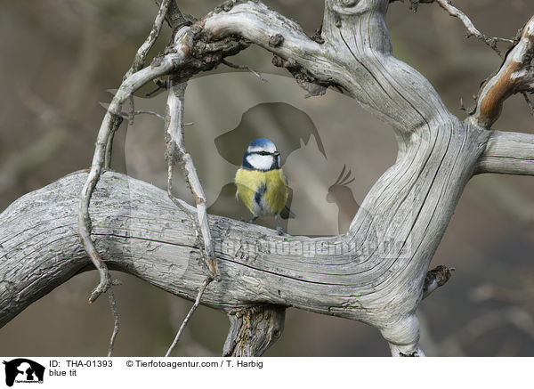 Blaumeise / blue tit / THA-01393