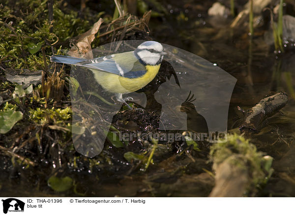 Blaumeise / blue tit / THA-01396