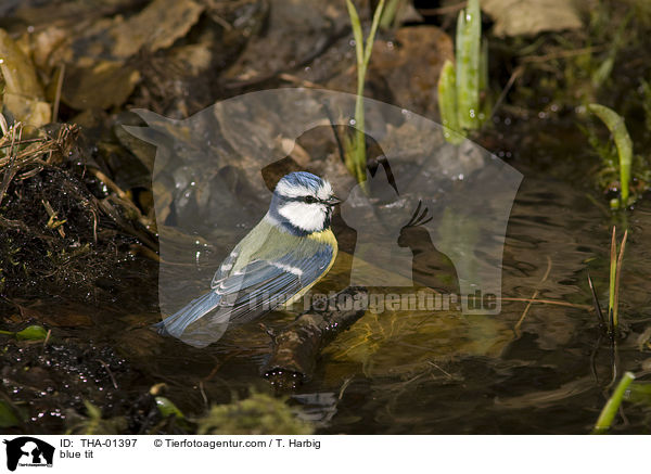 Blaumeise / blue tit / THA-01397