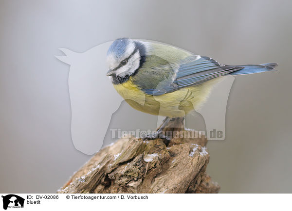 Blaumeise / bluetit / DV-02086