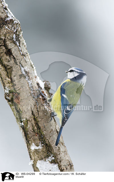 Blaumeise / bluetit / WS-04299