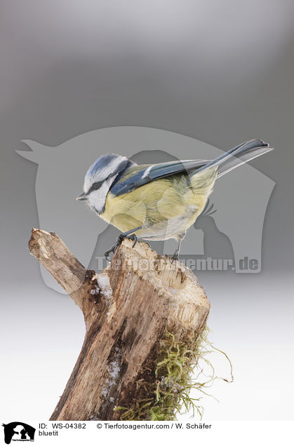 Blaumeise / bluetit / WS-04382