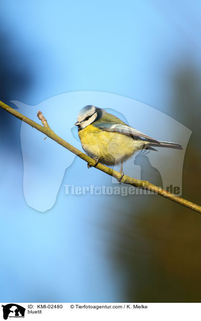 Blaumeise / bluetit / KMI-02480