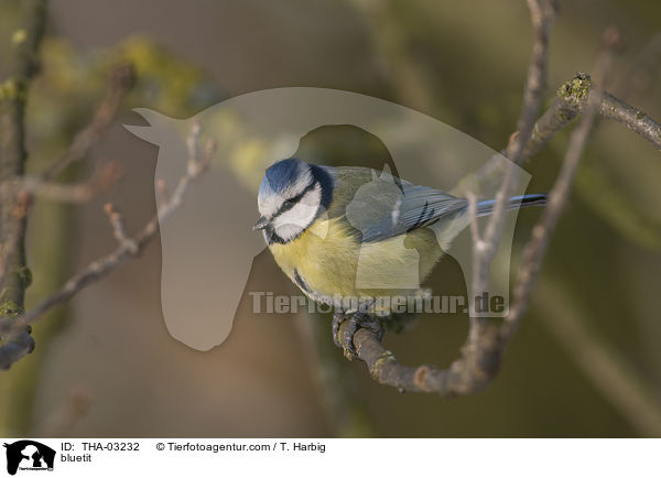 Blaumeise / bluetit / THA-03232