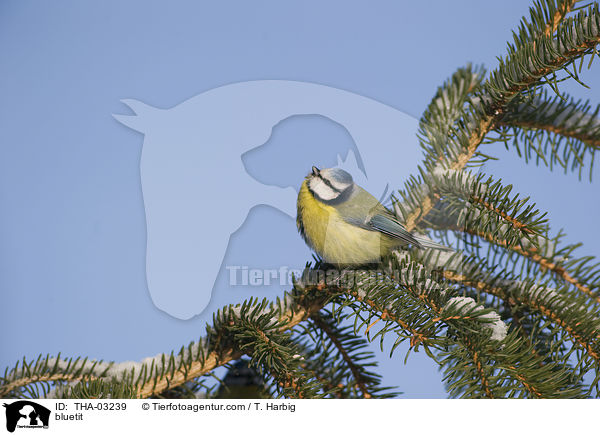 Blaumeise / bluetit / THA-03239