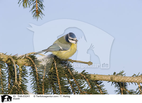 Blaumeise / bluetit / THA-03241