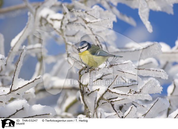 Blaumeise / bluetit / THA-03247