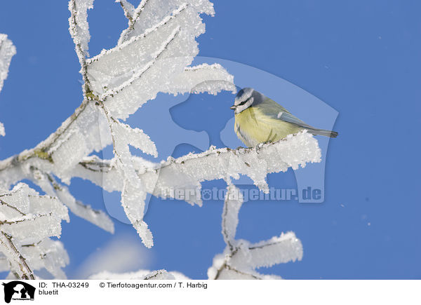 Blaumeise / bluetit / THA-03249