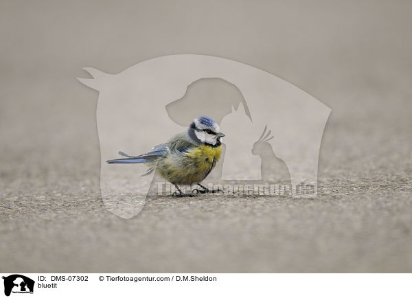 Blaumeise / bluetit / DMS-07302