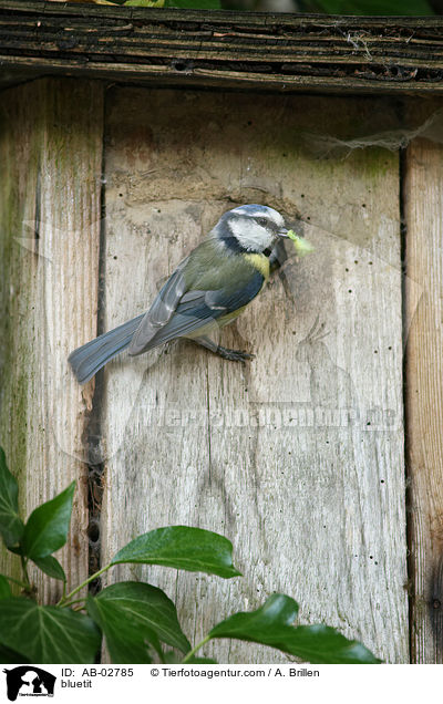 Blaumeise / bluetit / AB-02785