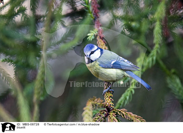 Blaumeise / bluetit / MBS-08728