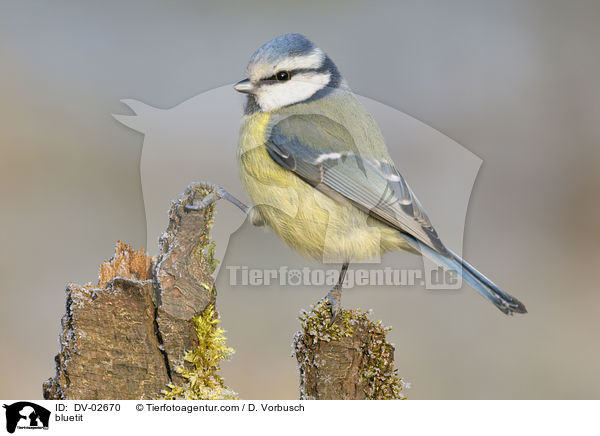 Blaumeise / bluetit / DV-02670