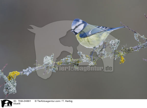 Blaumeise / bluetit / THA-04881