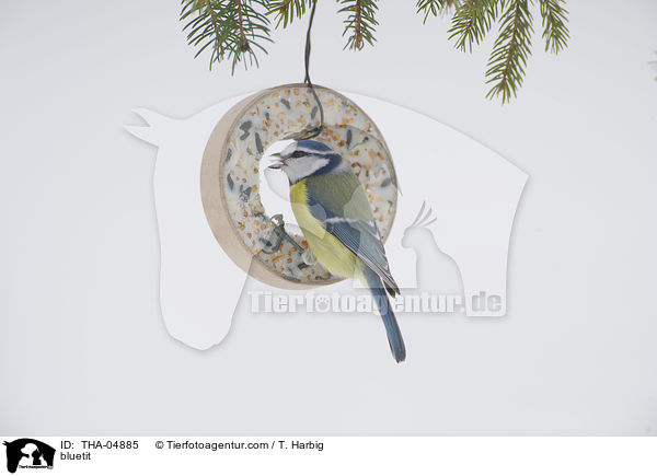 Blaumeise / bluetit / THA-04885