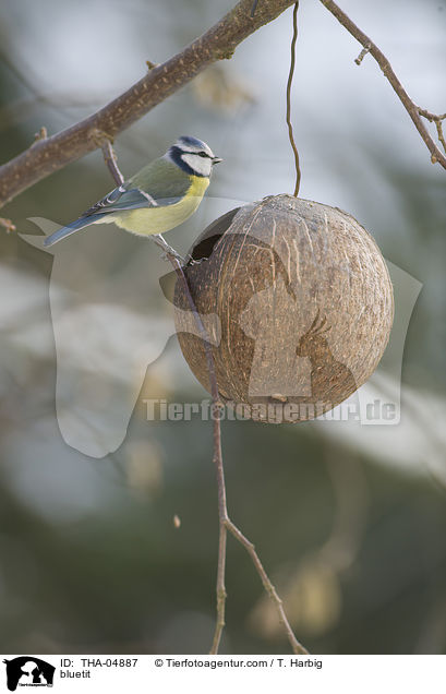 Blaumeise / bluetit / THA-04887