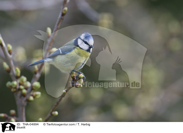 Blaumeise / bluetit / THA-04894