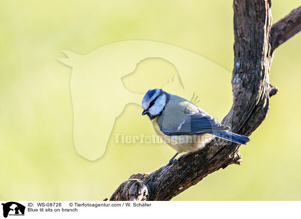 Blaumeise sitzt auf Ast / Blue tit sits on branch / WS-08726