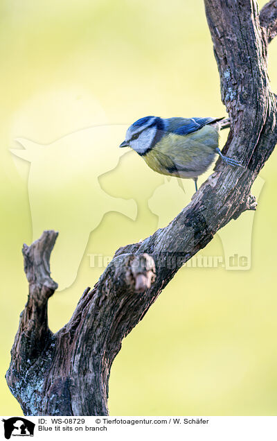 Blaumeise sitzt auf Ast / Blue tit sits on branch / WS-08729