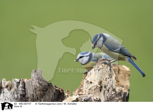 Blaumeise / blue tit / WS-08747