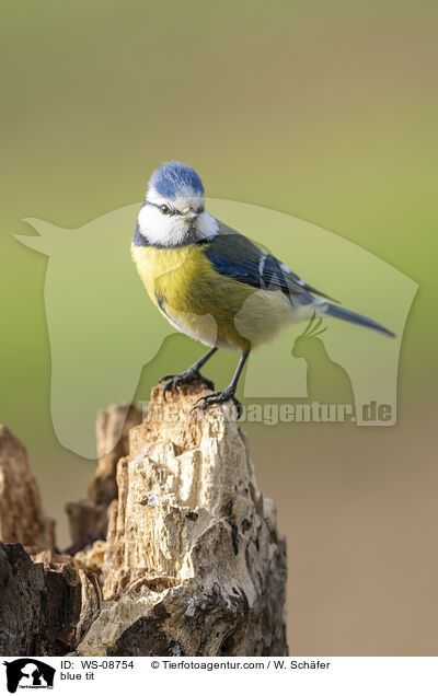 Blaumeise / blue tit / WS-08754