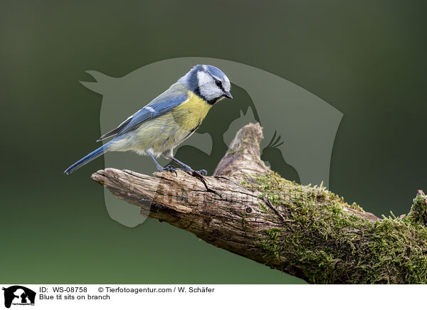 Blaumeise sitzt auf Ast / Blue tit sits on branch / WS-08758