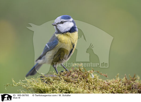 Blaumeise / blue tit / WS-08760