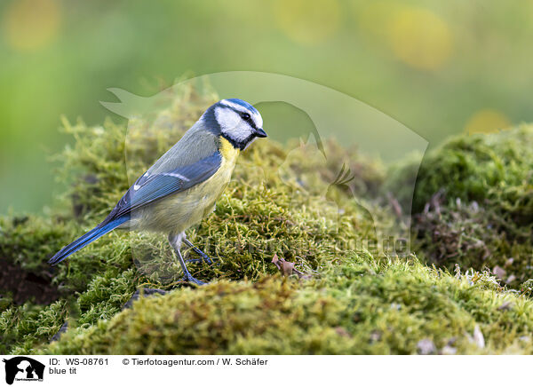 Blaumeise / blue tit / WS-08761