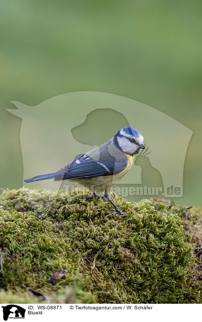 Blaumeise / Bluetit / WS-08871