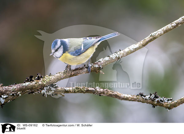 Blaumeise / bluetit / WS-09162