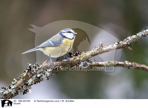 Blaumeise / bluetit / WS-09165