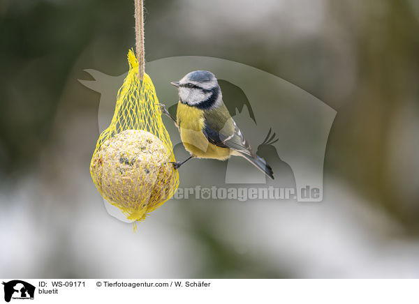 Blaumeise / bluetit / WS-09171